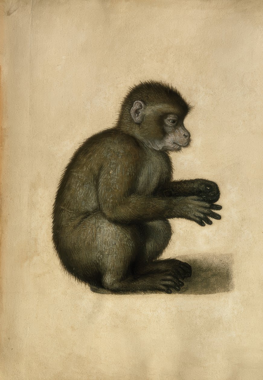 Majom / akvarell, A.Dürer nevéhez fűződik. alkotó: Albrecht Dürer