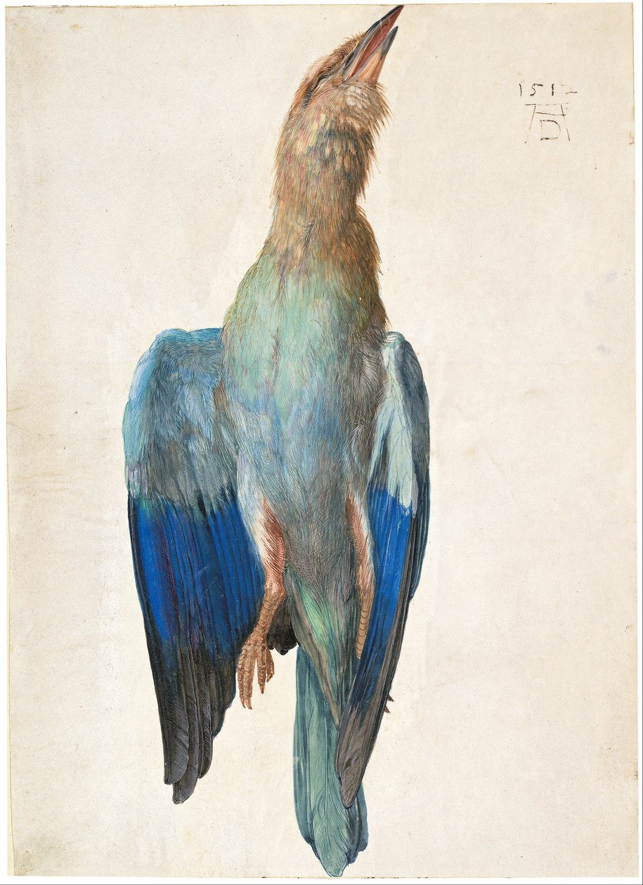 Osztrák német: Tote Blauracke Dead Bluebird alkotó: Albrecht Dürer