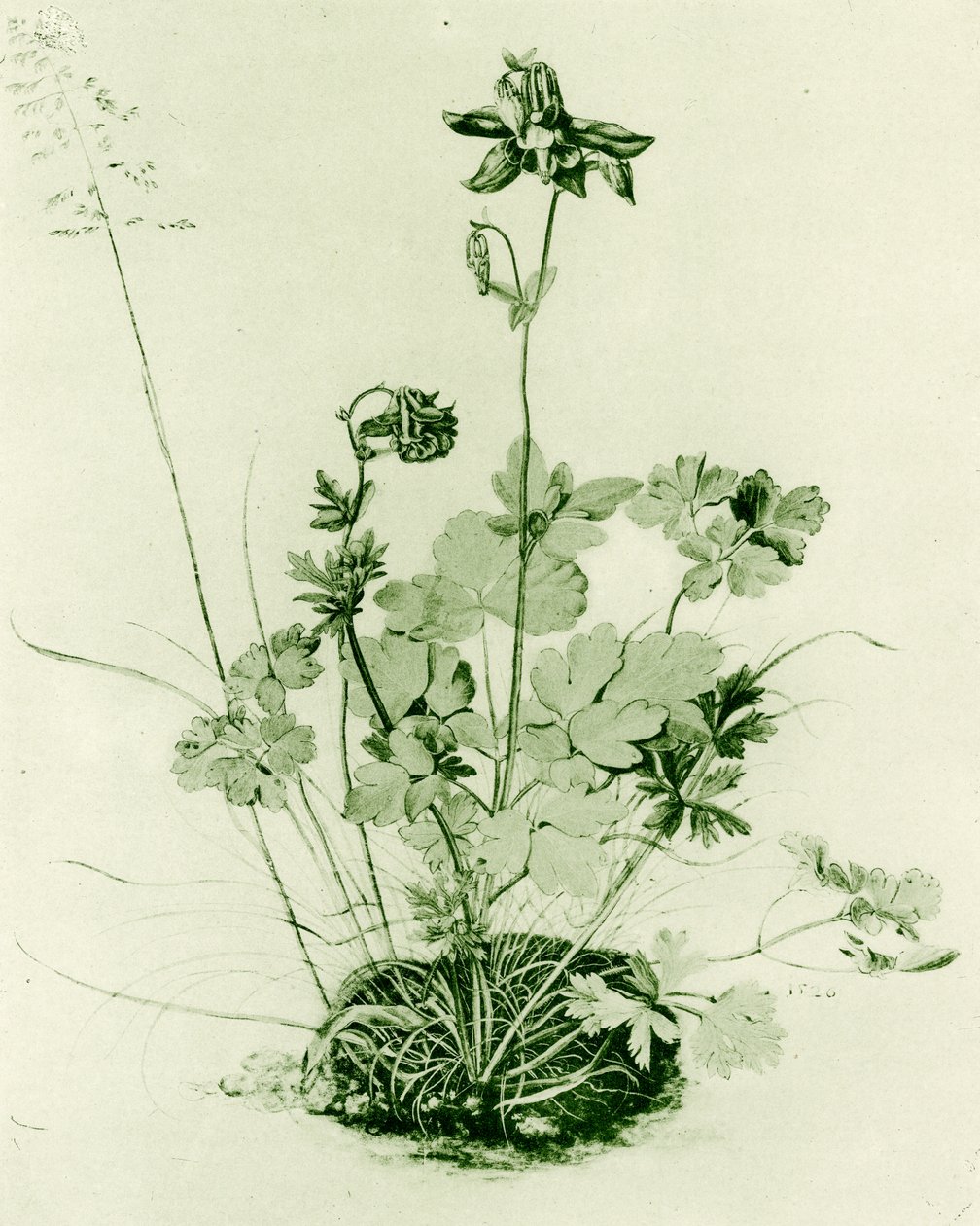 Harangláb alkotó: Albrecht Dürer