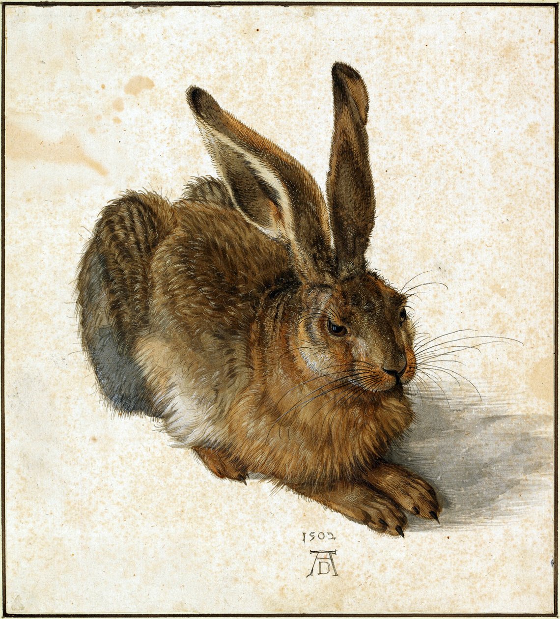 Nyúl (retusálva) alkotó: Albrecht Dürer