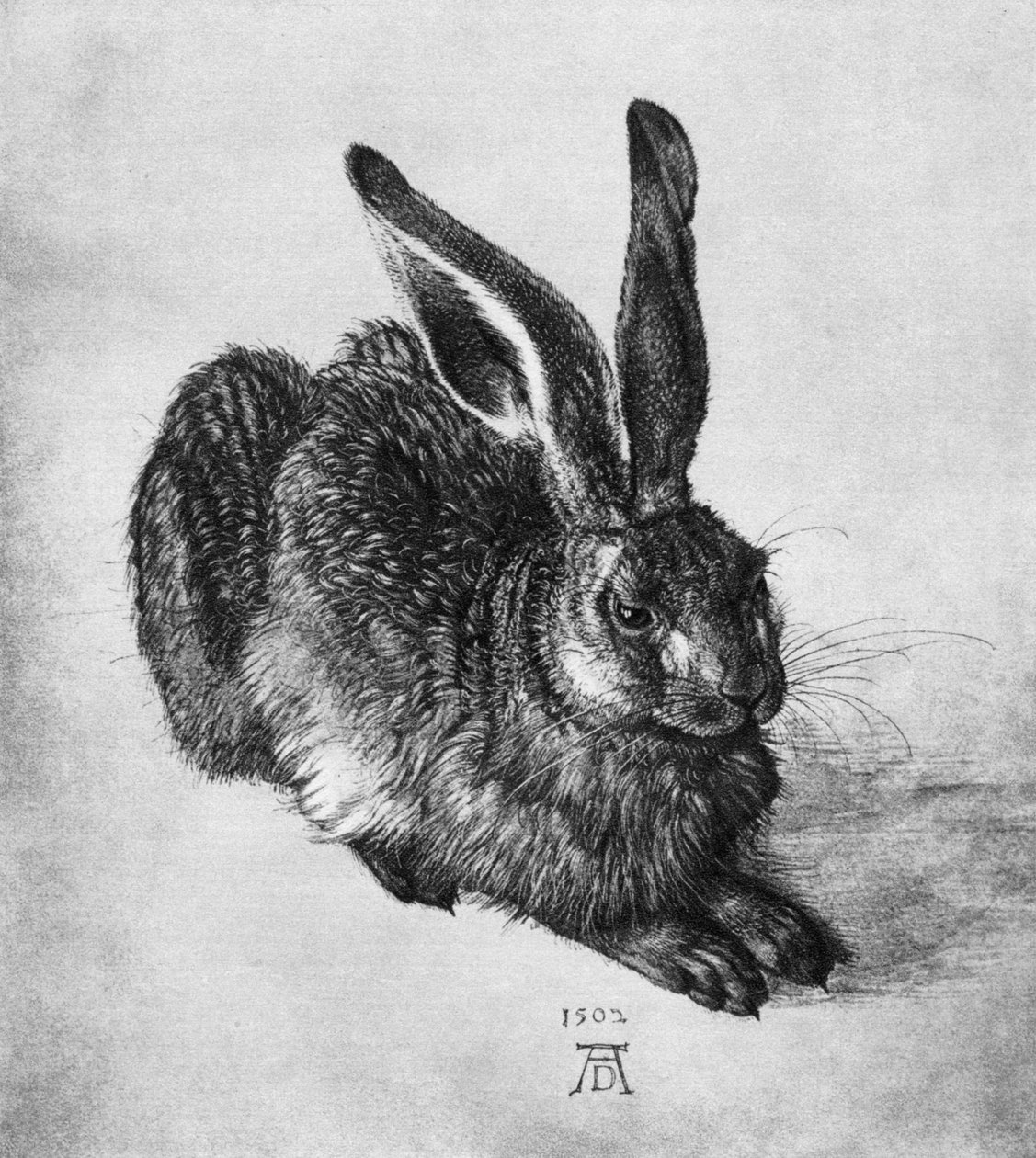 Nyúl, 1502, 1936 alkotó: Albrecht Dürer