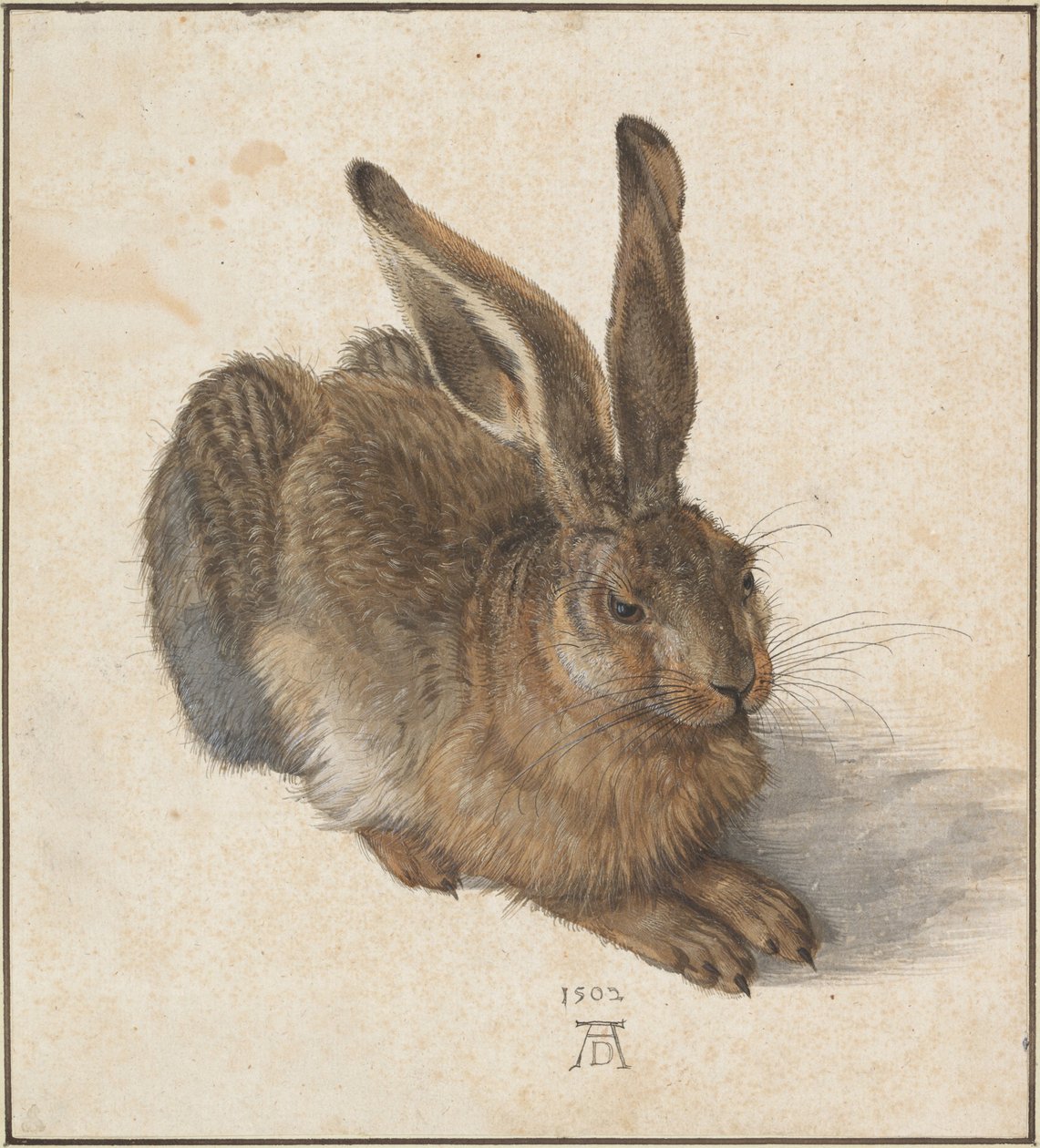 Hase, 1502 alkotó: Albrecht Dürer