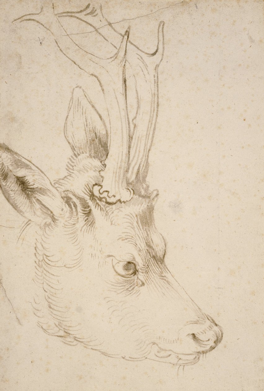 Egy őzbak feje, 1503 alkotó: Albrecht Dürer