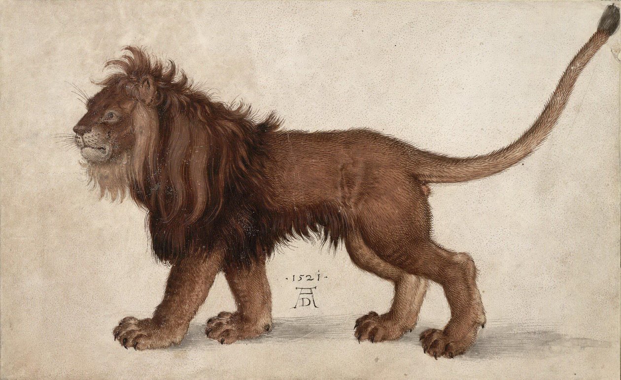 Oroszlán, 1521. alkotó: Albrecht Dürer