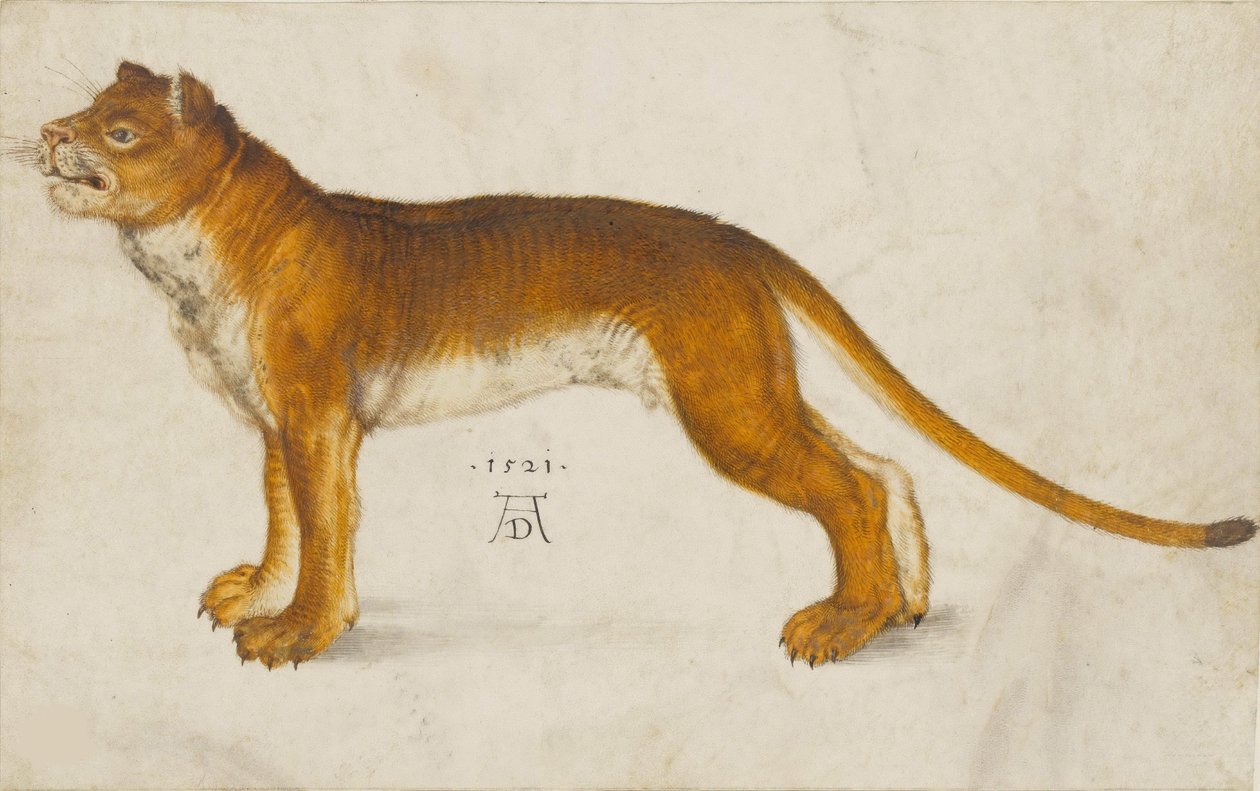 Oroszlán, 1521. alkotó: Albrecht Dürer