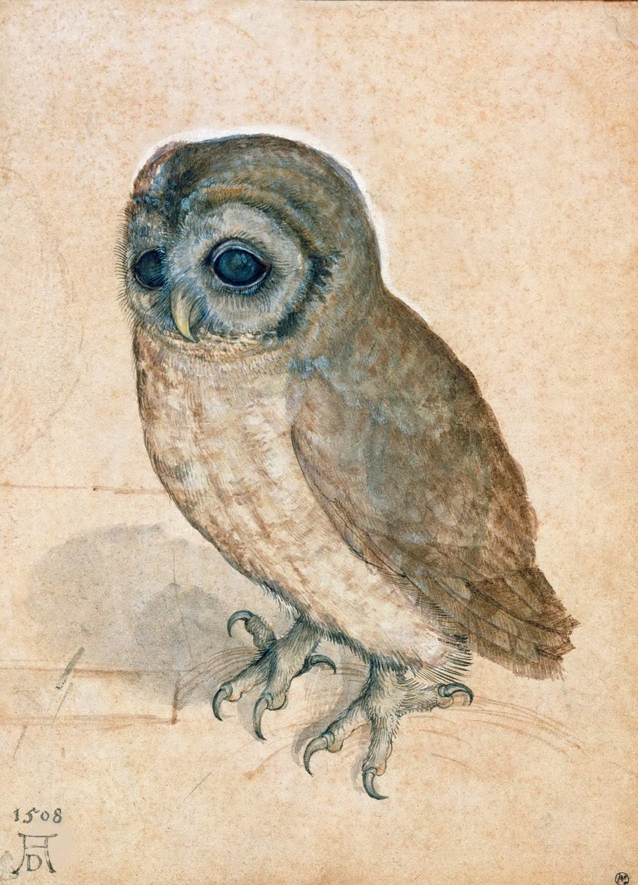Kis bagoly, 1508. alkotó: Albrecht Dürer