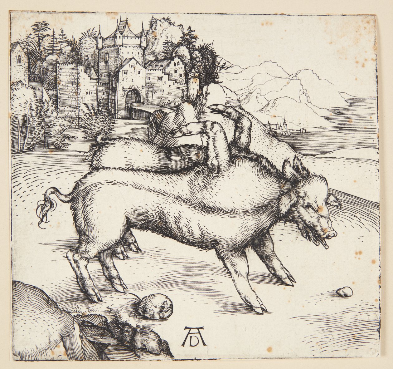 Landser szörnyű kocája alkotó: Albrecht Dürer