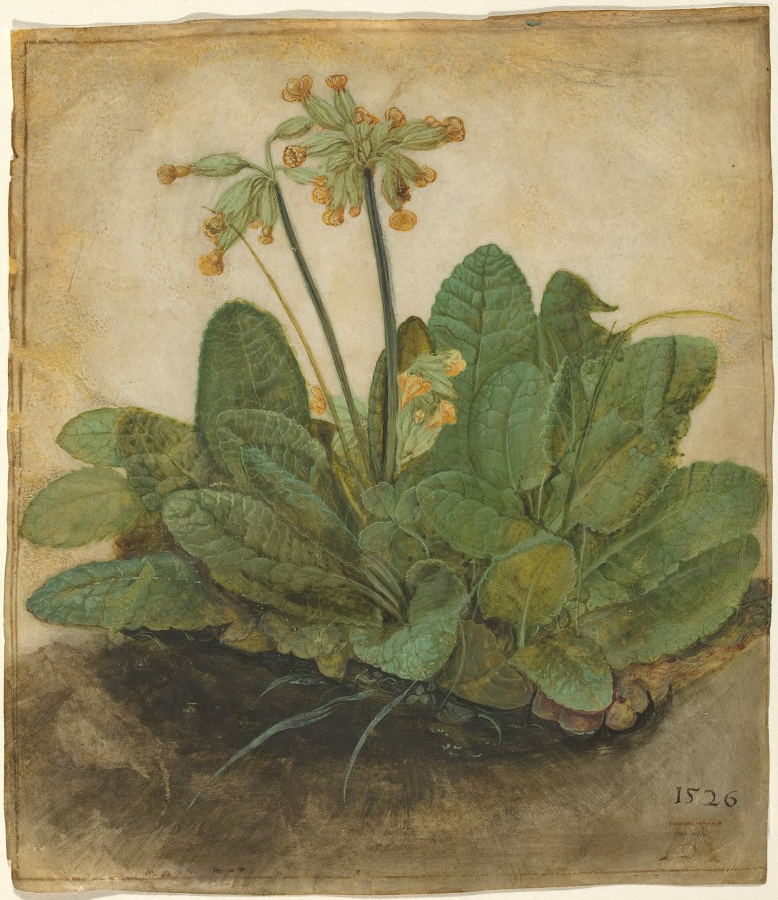Csomócsomó alkotó: Albrecht Dürer