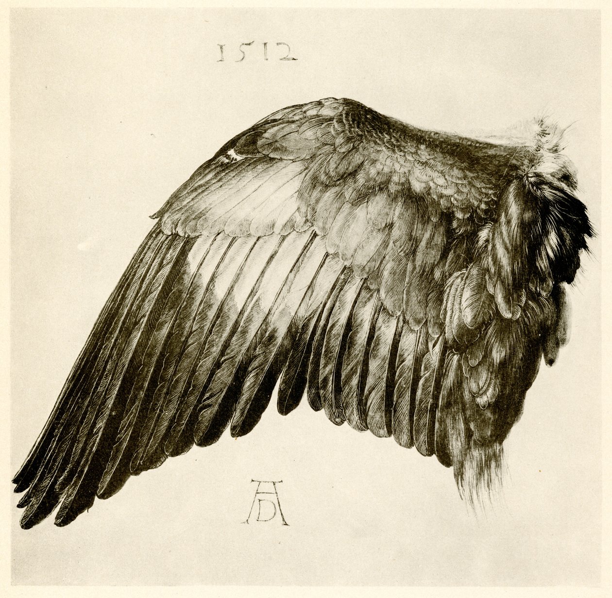 Kék görgő szárnya alkotó: Albrecht Dürer
