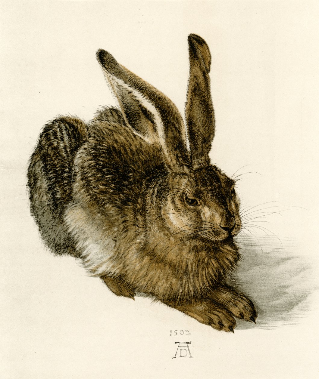 Fiatal Hare alkotó: Albrecht Dürer