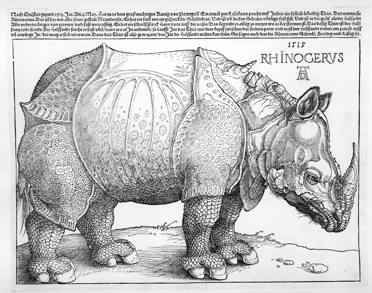 Az orrszarvú, 1515 alkotó: Albrecht Dürer