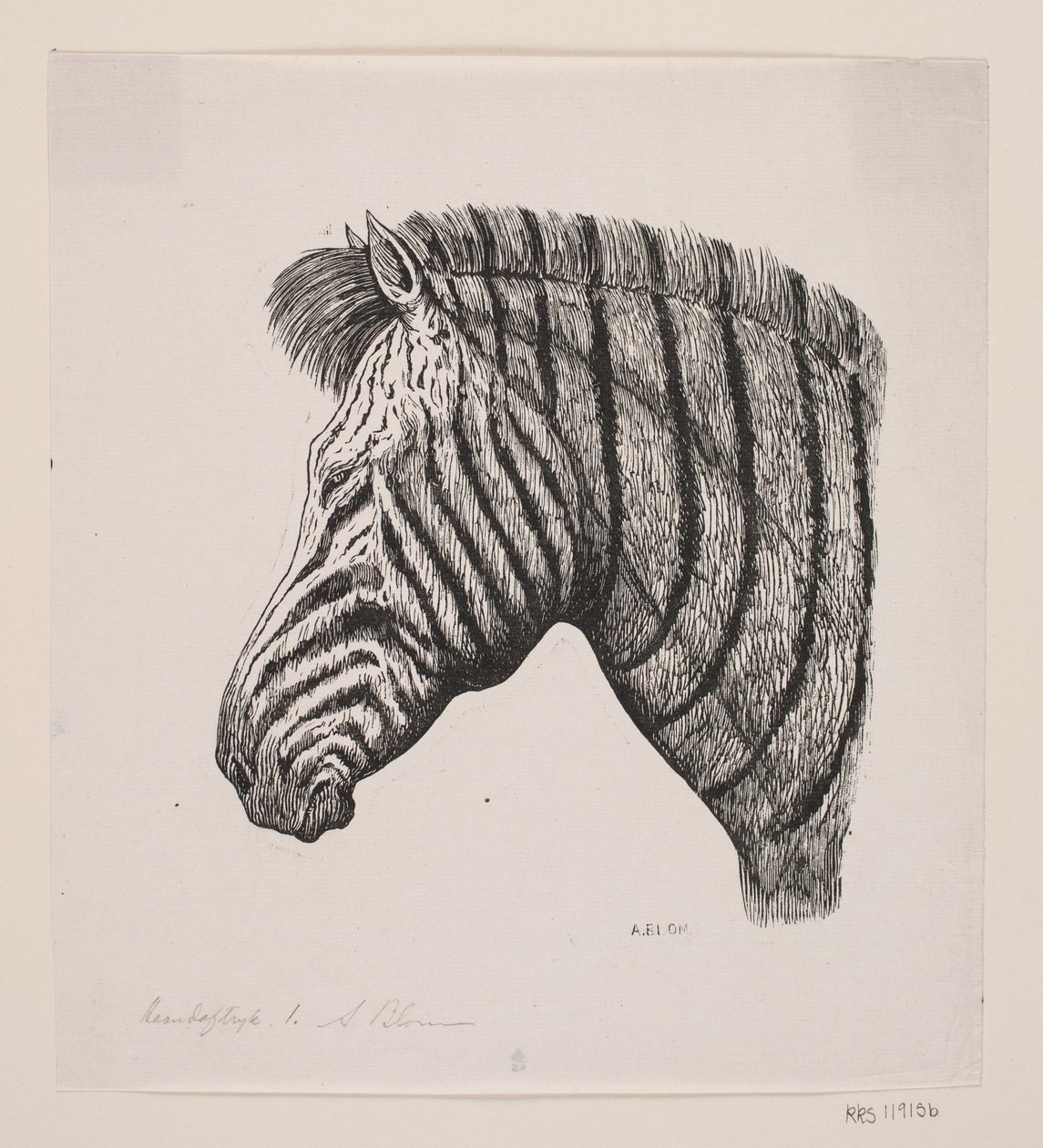 Zebra feje alkotó: Alexander Blom