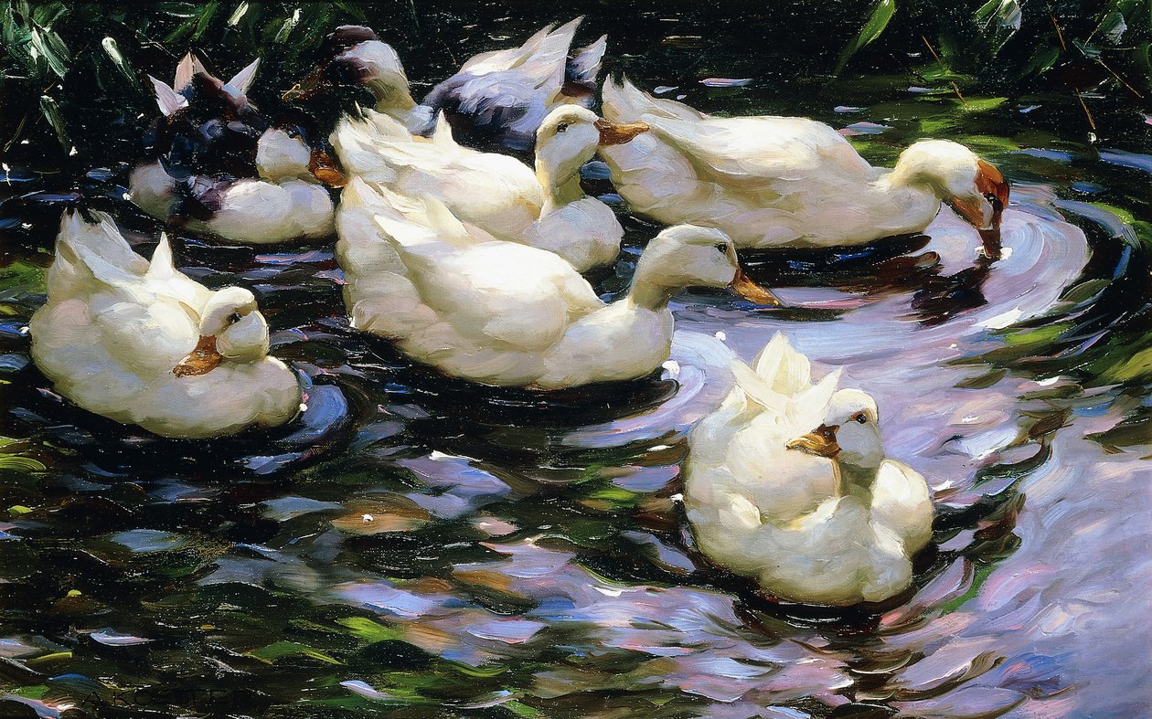 Kacsák úsznak a napsütötte tóban alkotó: Alexander Koester