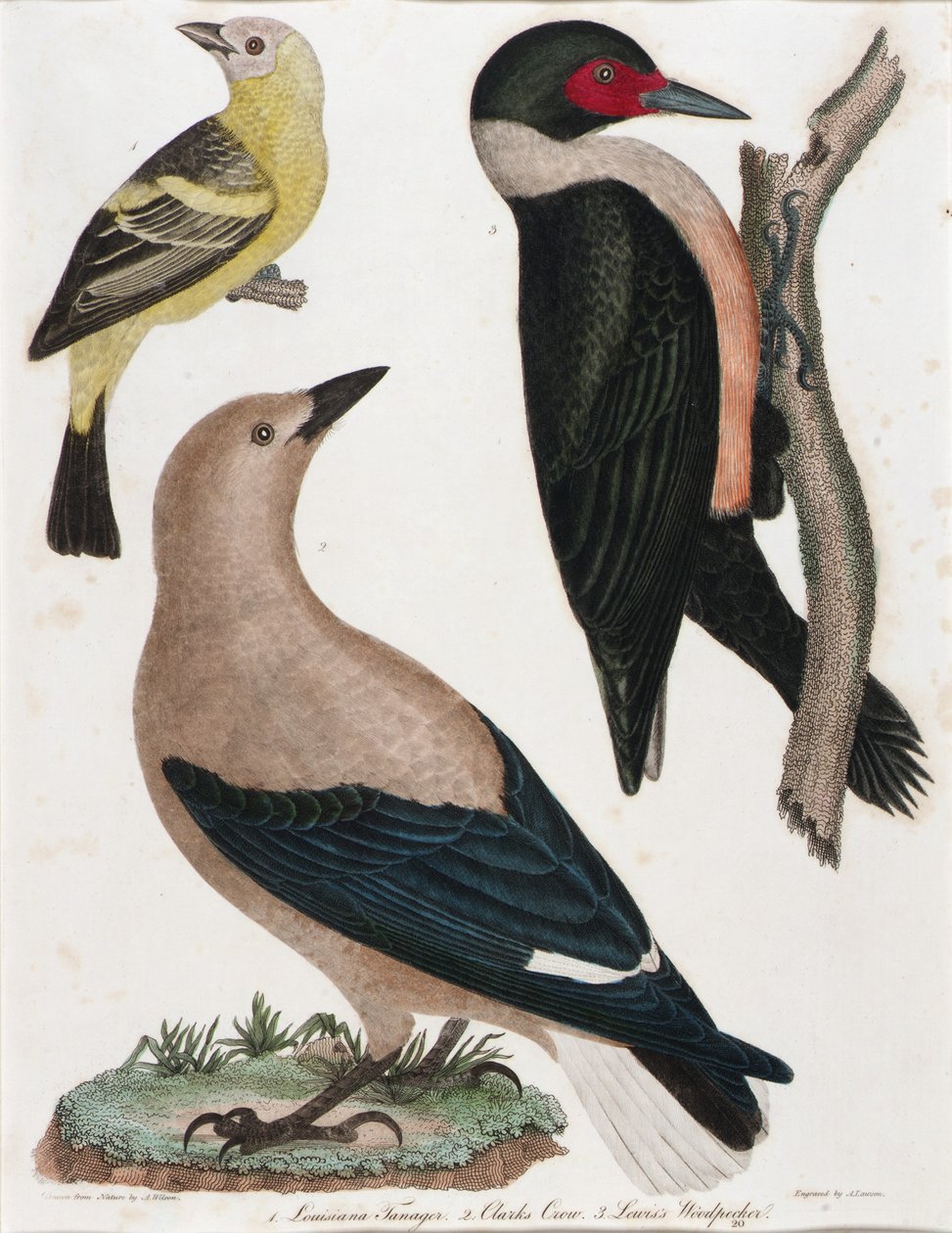 Louisiana Tanager, Clark varjú, Lewis fakopáncs alkotó: Alexander Lawson
