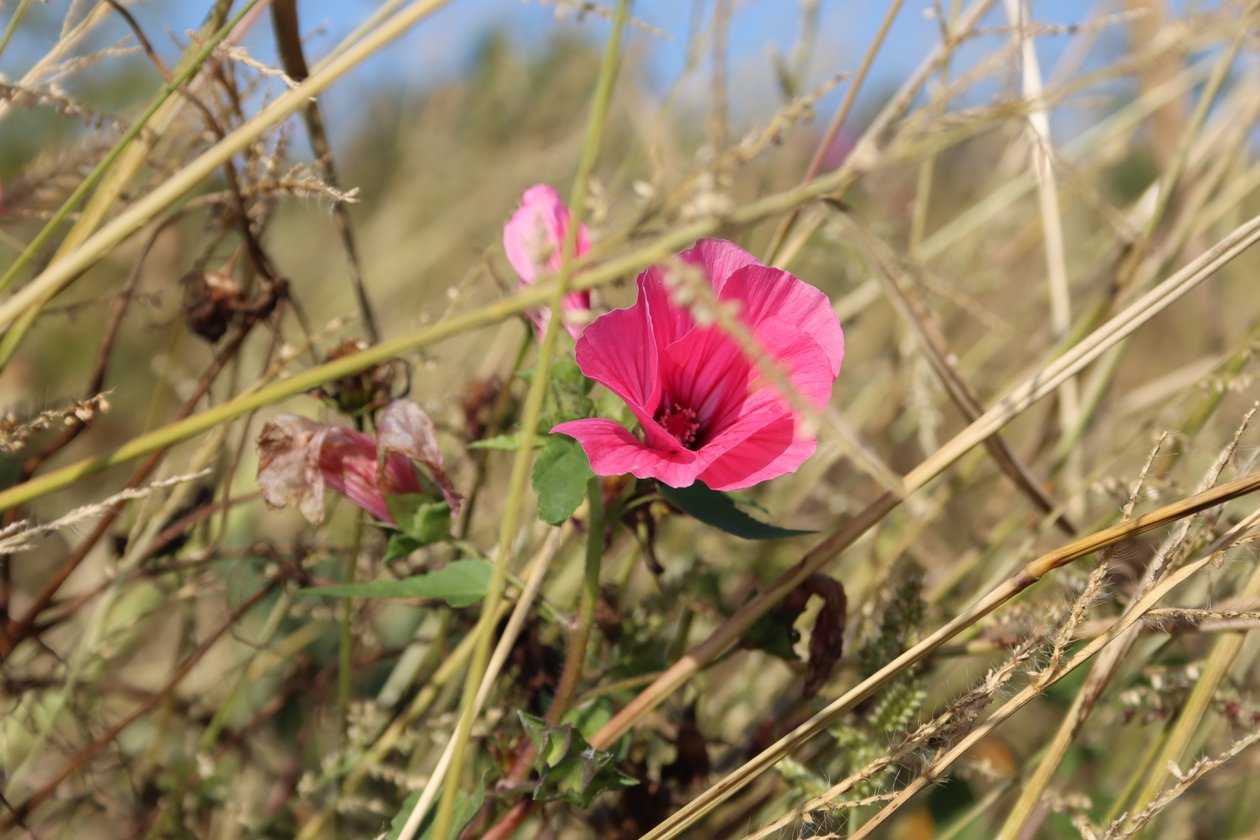 Blüte im Wind alkotó: Alexandra Joseph