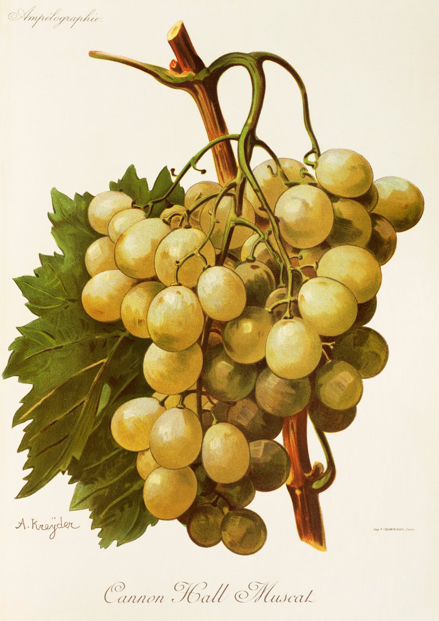 Cannon Hall Muscat szőlő, A. Kreyder alkotó: Alexis Kreyder