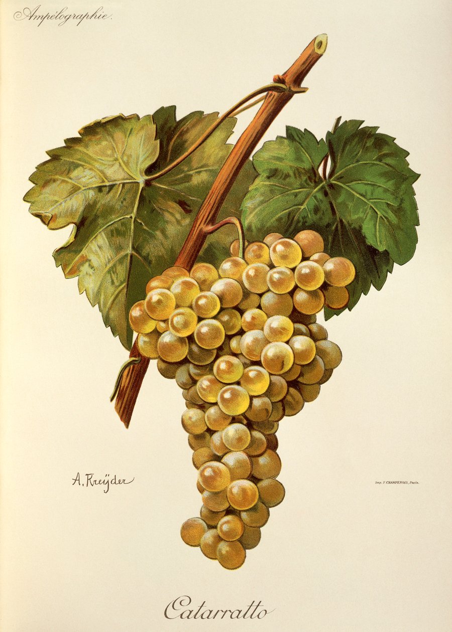 Fiano szőlő, A. Kreyder alkotó: Alexis Kreyder