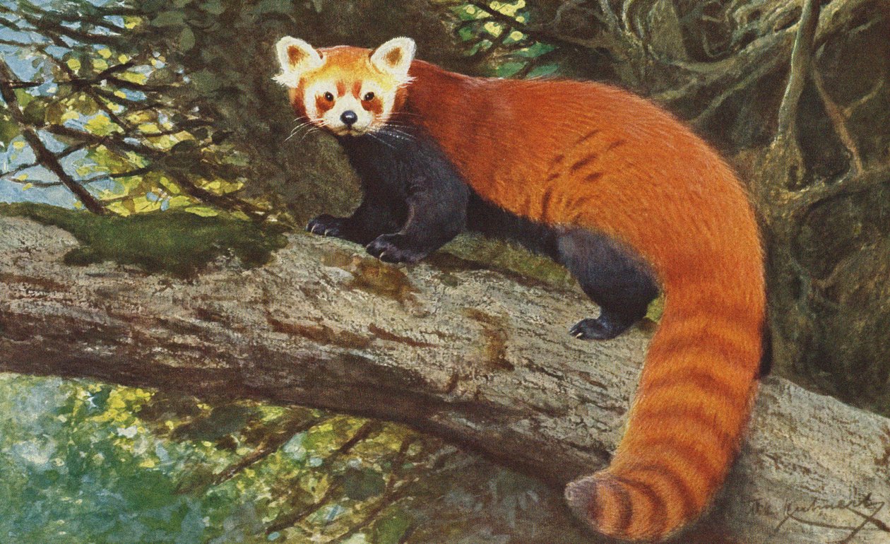 Vörös Panda 1900 körül alkotó: Alfred Brehm