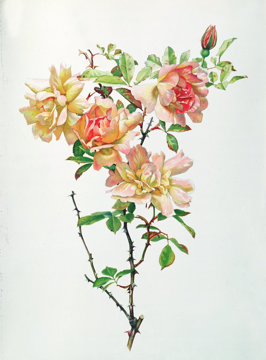 Rosa Chinensis alkotó: Alfred Parsons