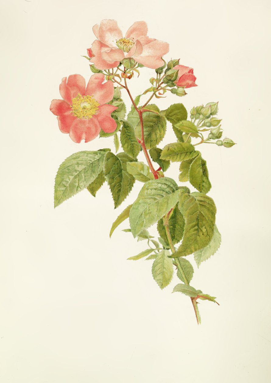 Rosa setigera (A prérirózsa), Alfred Parsons (1847-1920) alkotó: Alfred Parsons