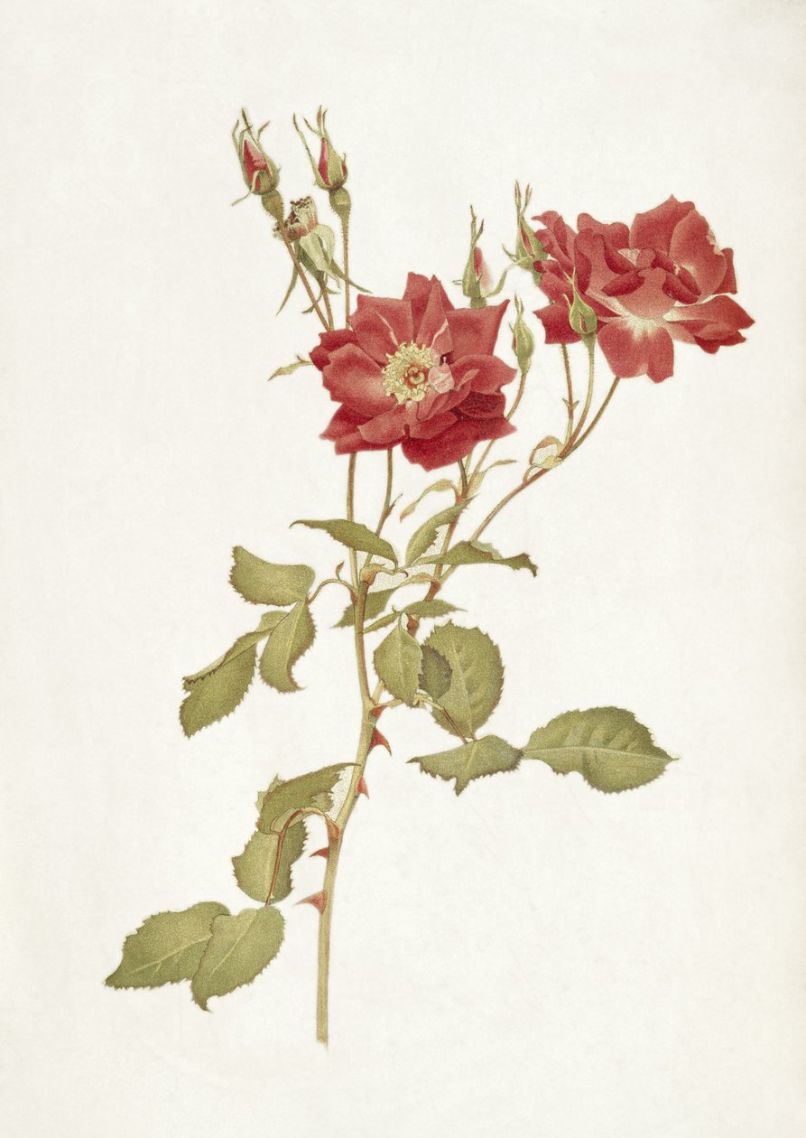 Rose: Bourbon alkotó: Alfred Parsons