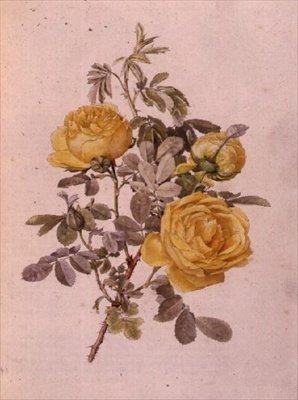 Rosa Genus, 10. szám, 755, 1910 körül alkotó: Alfred Parsons
