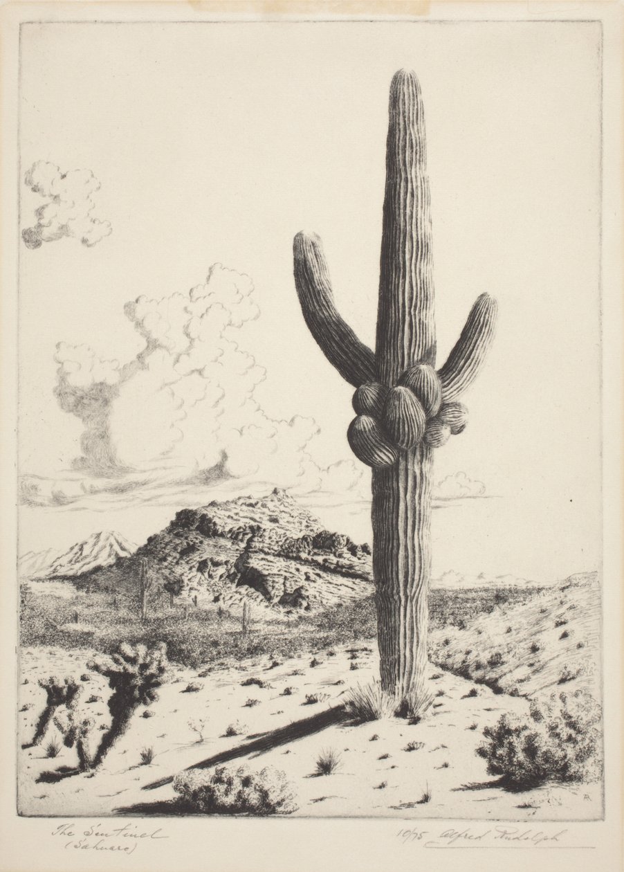 The Sentinel (Sahuaro) (rézkarc és akvatinta) alkotó: Alfred Rudolph Waud