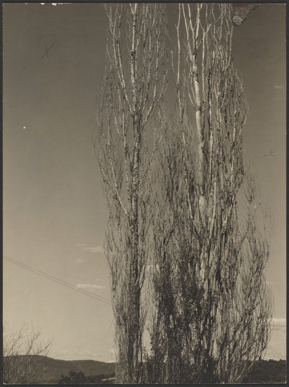 [Haldokló nyárfák, George-tó] alkotó: Alfred Stieglitz