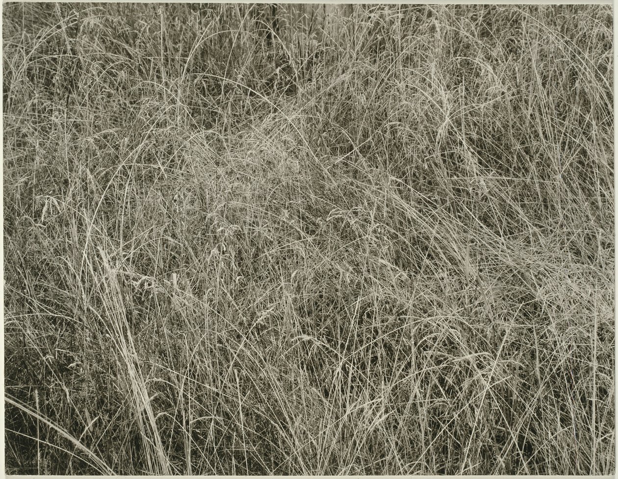 Fű, 1933. alkotó: Alfred Stieglitz