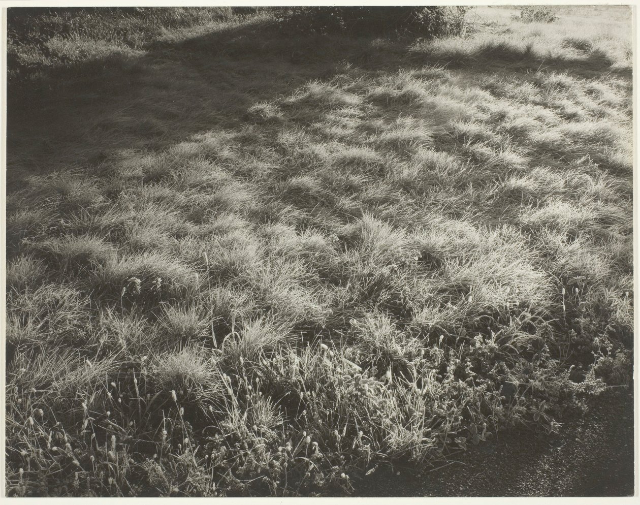 Fű és fagy, 1934. alkotó: Alfred Stieglitz