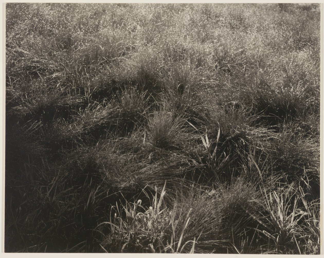 Fűfélék alkotó: Alfred Stieglitz