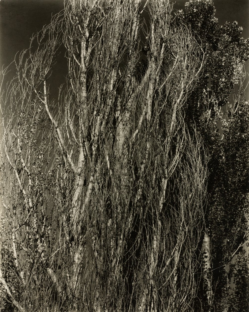 Nyárfák – George-tó alkotó: Alfred Stieglitz