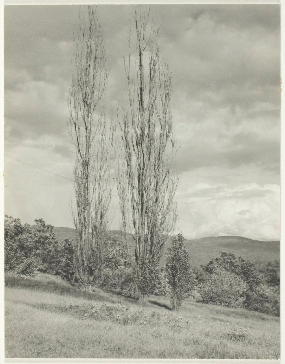 Nyárfák – George-tó alkotó: Alfred Stieglitz