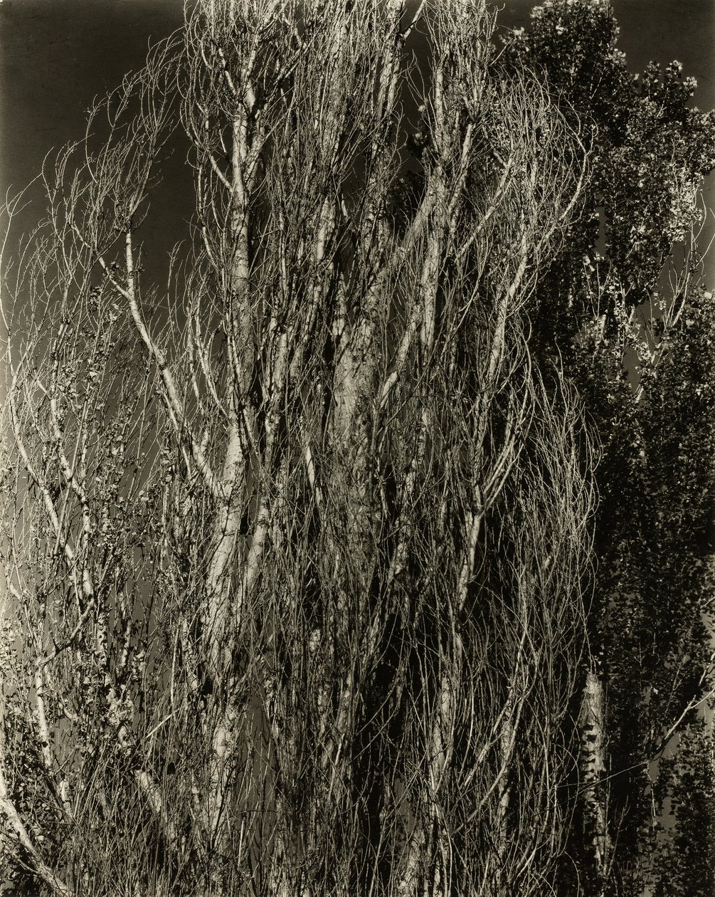 Nyárfák – George-tó, 1932. alkotó: Alfred Stieglitz