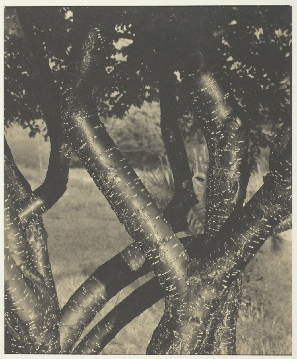 A táncoló fák alkotó: Alfred Stieglitz