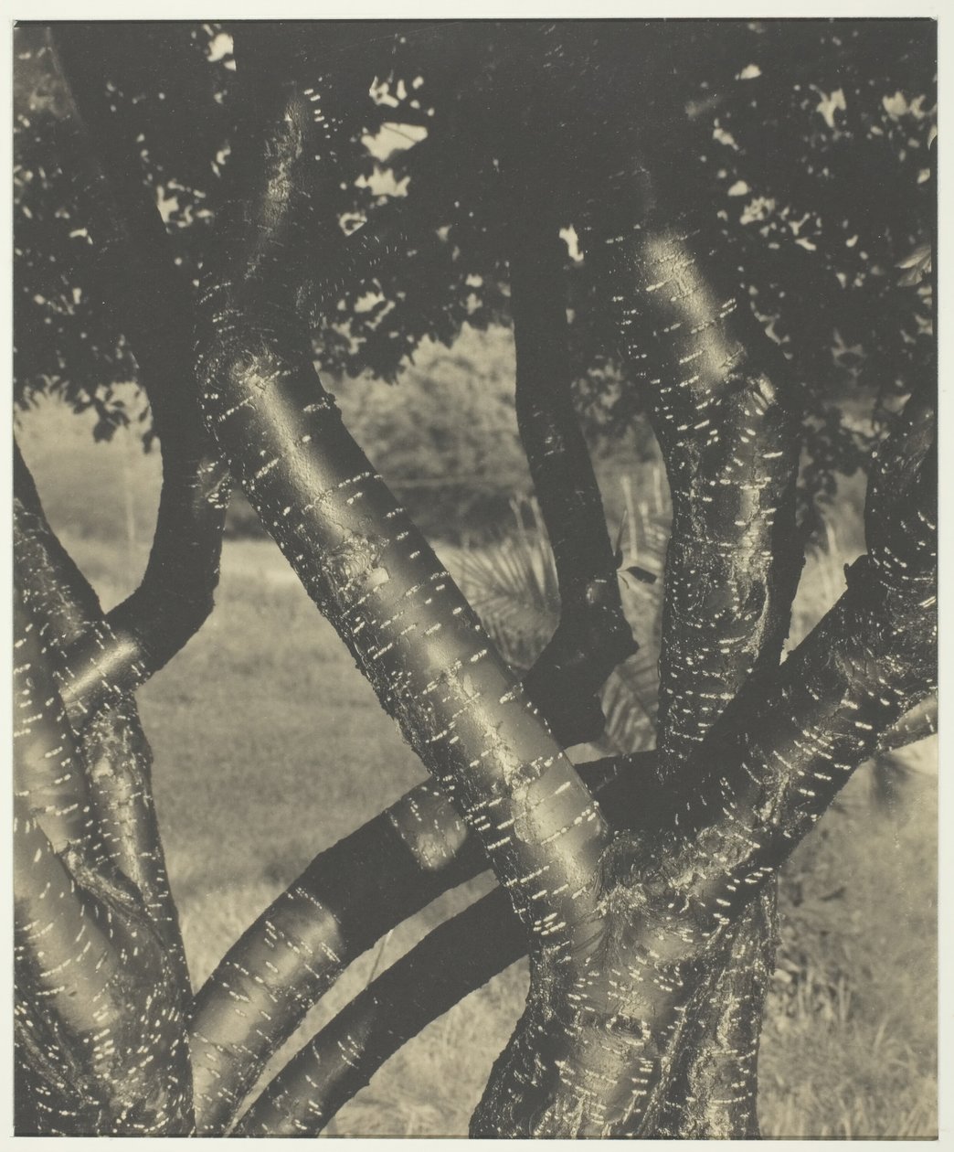 A táncoló fák, 1922. alkotó: Alfred Stieglitz
