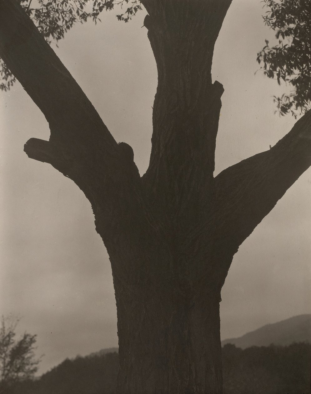 A haldokló gesztenye, 1919. alkotó: Alfred Stieglitz