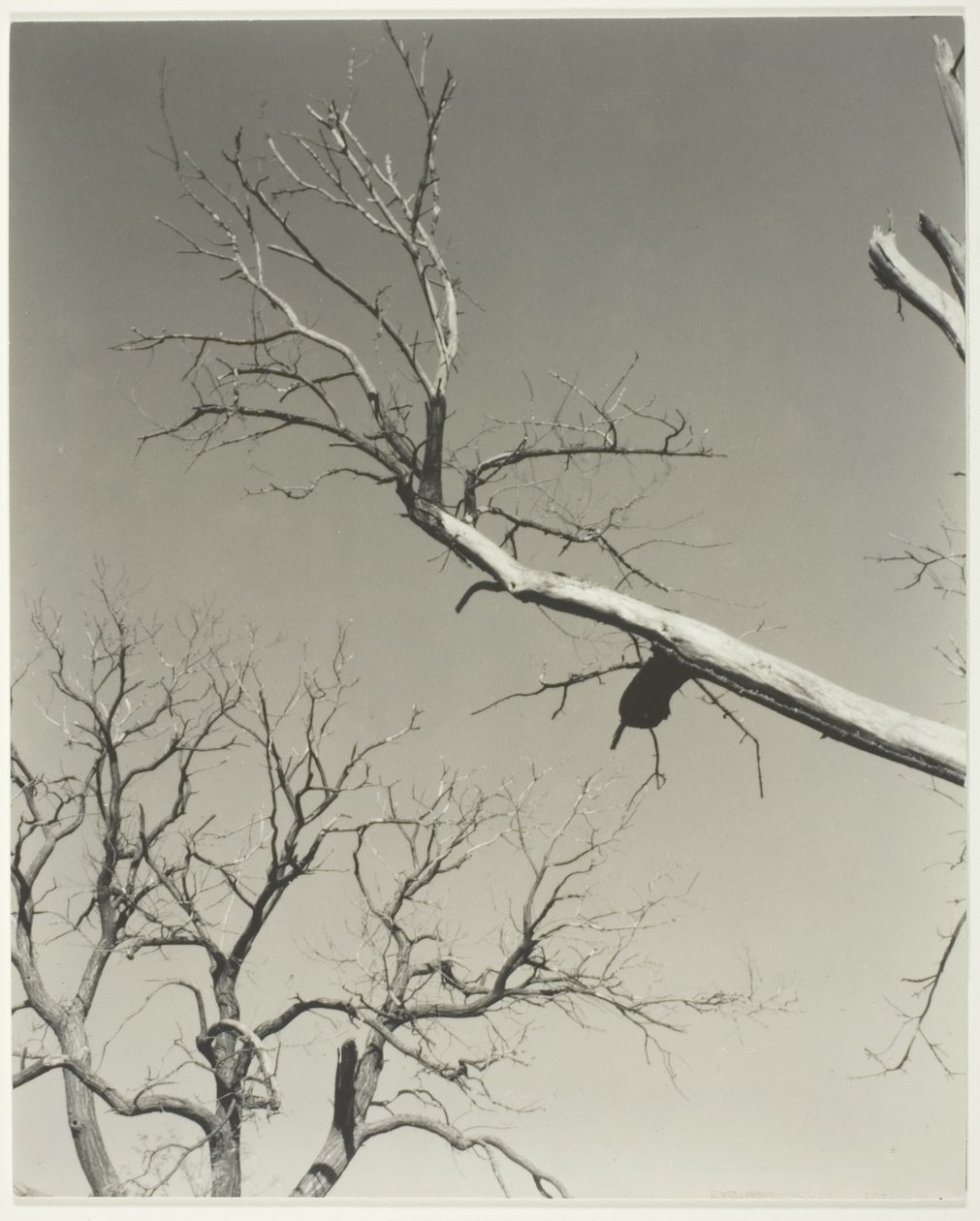A haldokló gesztenyefa - A tanárom alkotó: Alfred Stieglitz