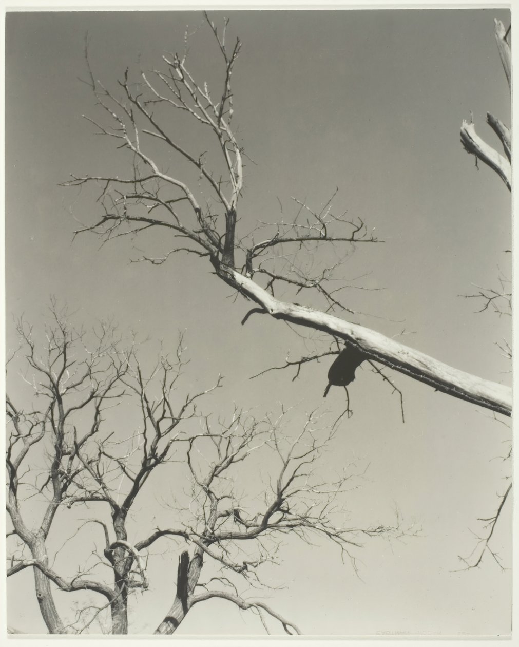 A haldokló gesztenyefa – a tanárom, 1927. alkotó: Alfred Stieglitz