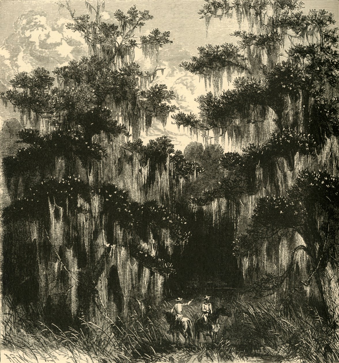 „Magnolia mocsár”, 1872. alkotó: Alfred Rudolph Waud