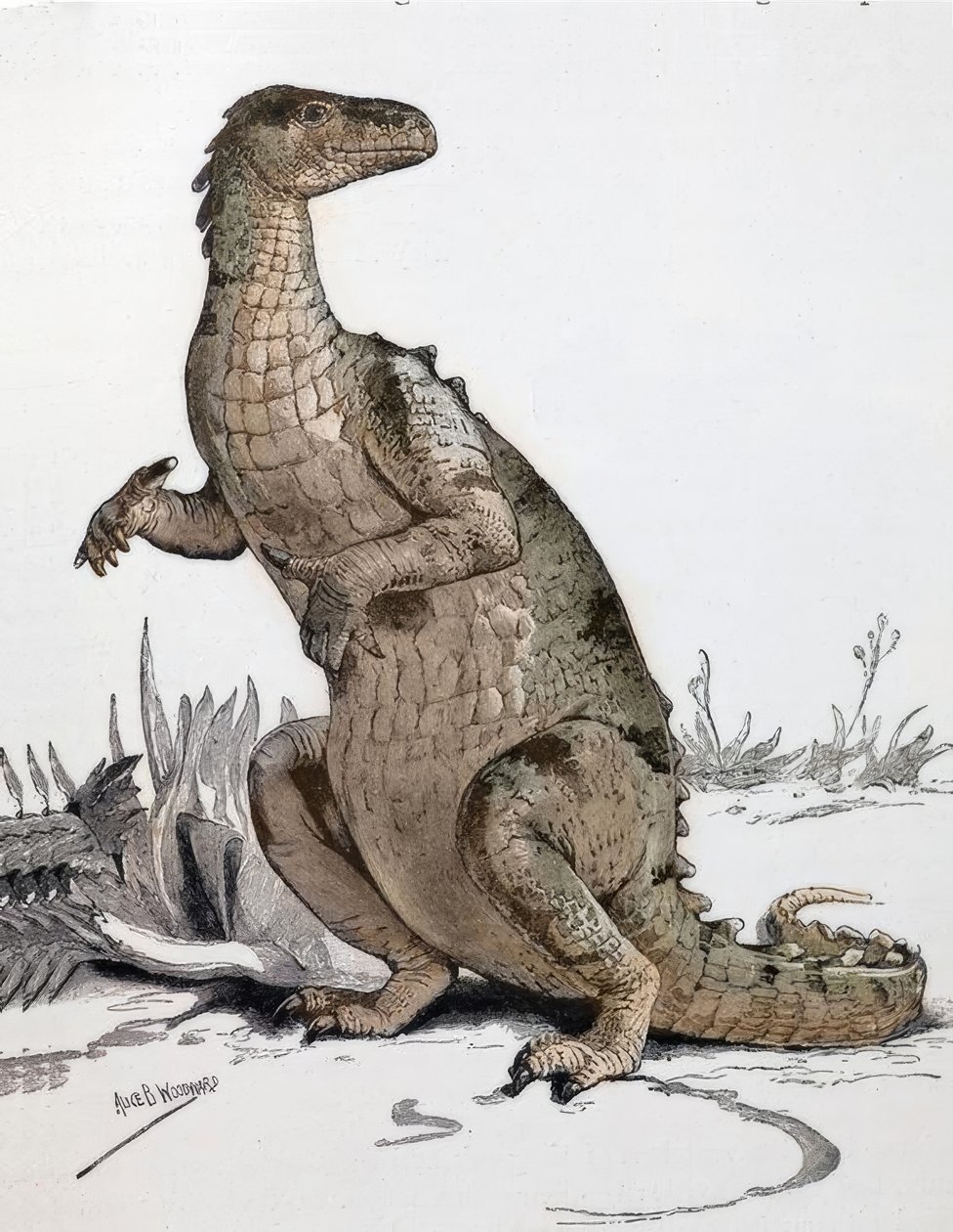 Iguanodon alkotó: Alice Bolingbroke Woodward