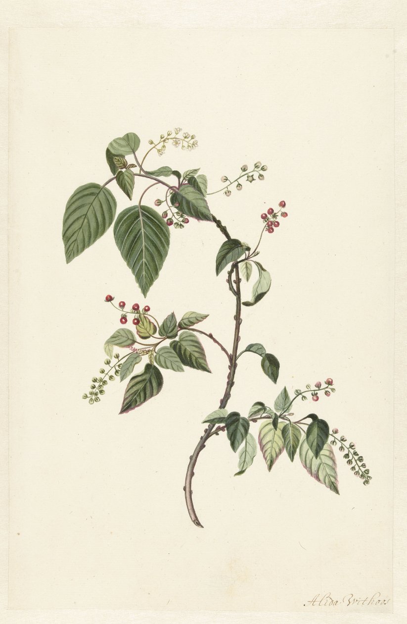 Nandina (Nandina domestica) alkotó: Alida Withoos