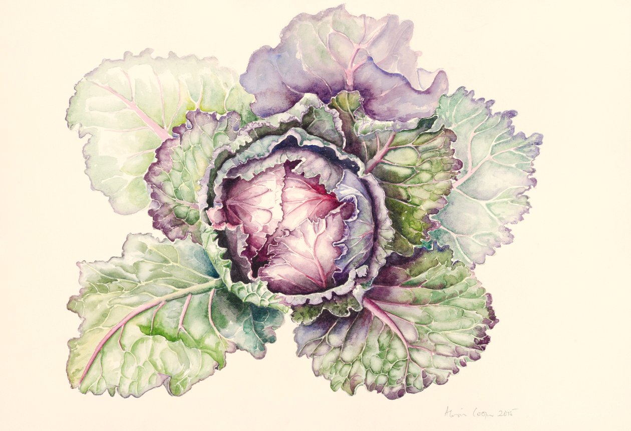 Káposzta a piacról, 2015, akvarell alkotó: Alison Cooper