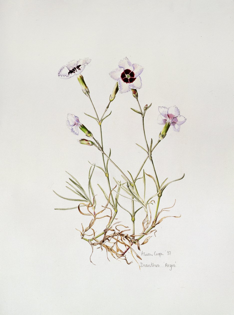 Dianthus „Argus”, 1997 alkotó: Alison Cooper