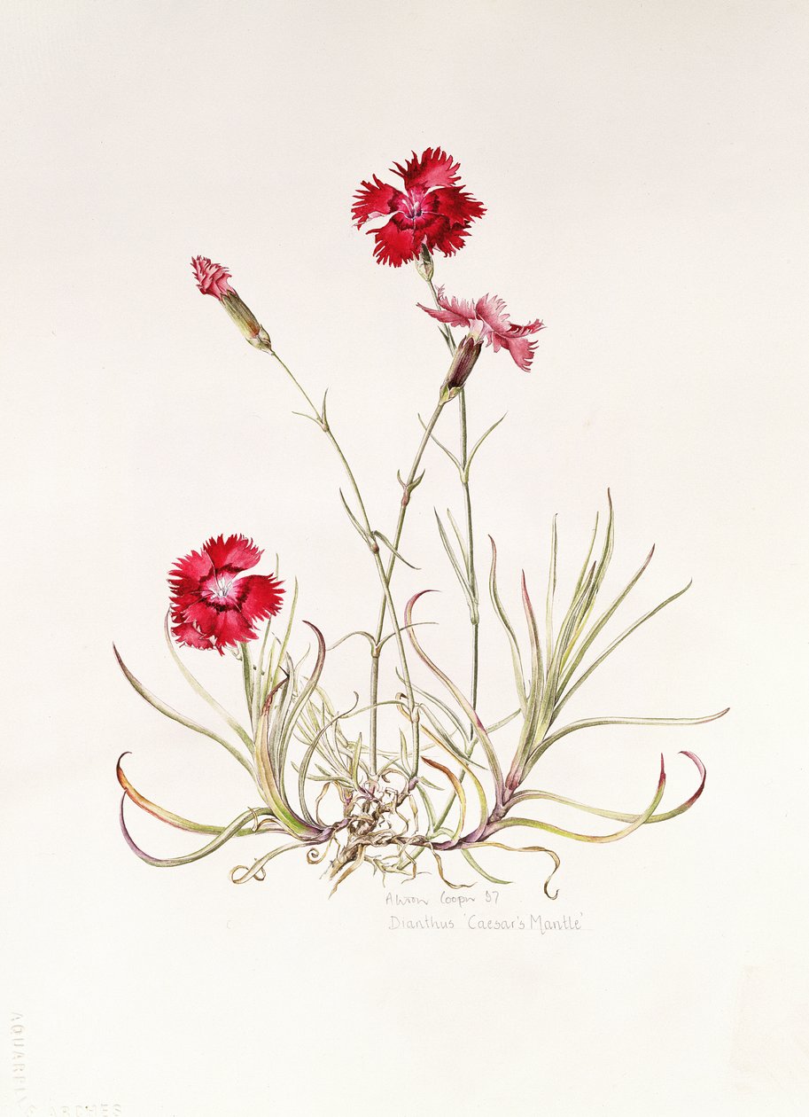 Dianthus Caesar palástja, 1997 alkotó: Alison Cooper