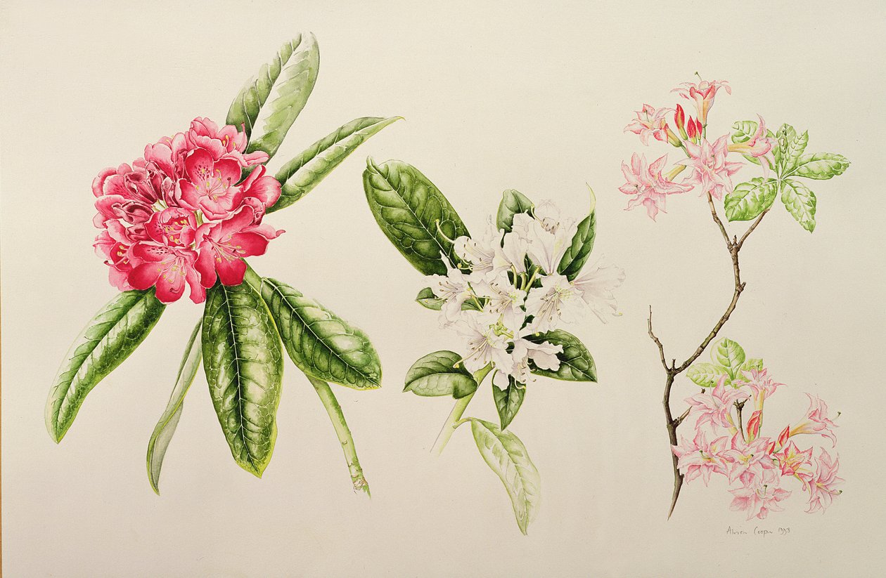 Rhododendron, 1998 alkotó: Alison Cooper