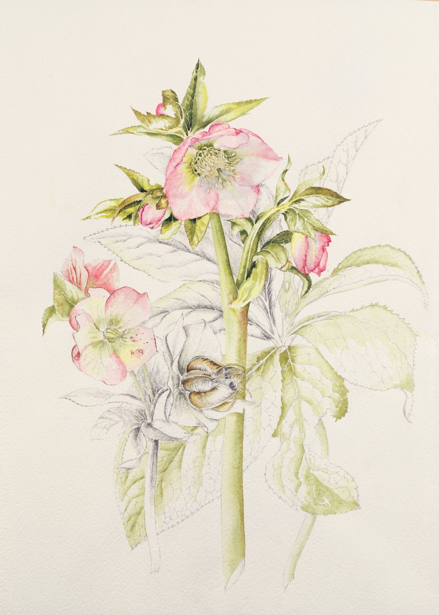Hellebores alkotó: Alison Cooper