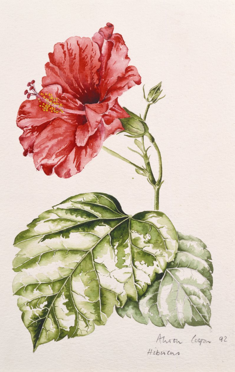 Hibiszkusz (bíbor), 1992 (wc) alkotó: Alison Cooper