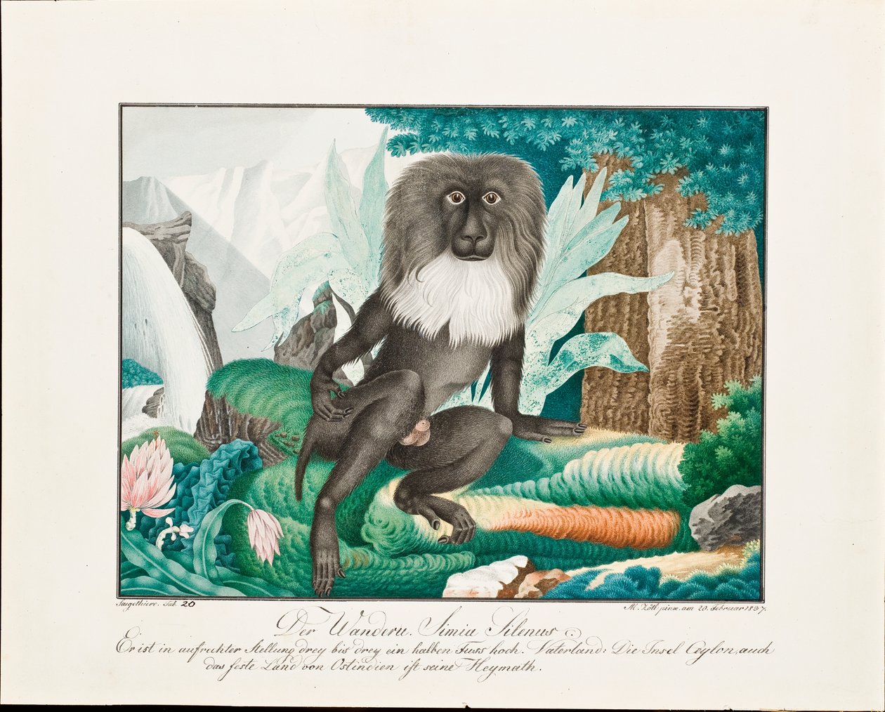 Egy makákó, 1837 alkotó: Aloys Zötl