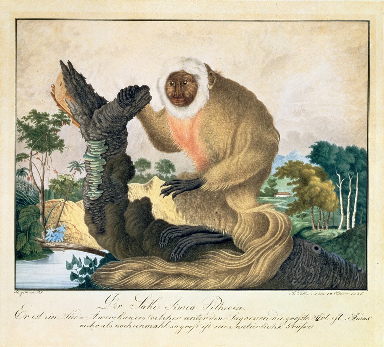 A szaki majom, 1835 alkotó: Aloys Zötl